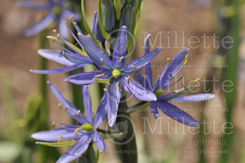 Camassia Blue Danube (Camassia) 1