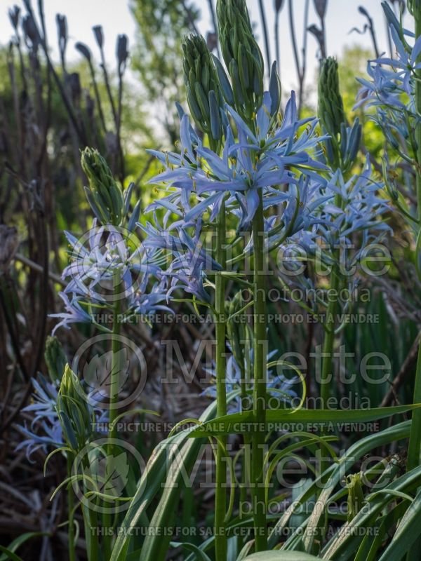 Camassia Blue Heaven (Wild Hyacinth, Camass) 2  