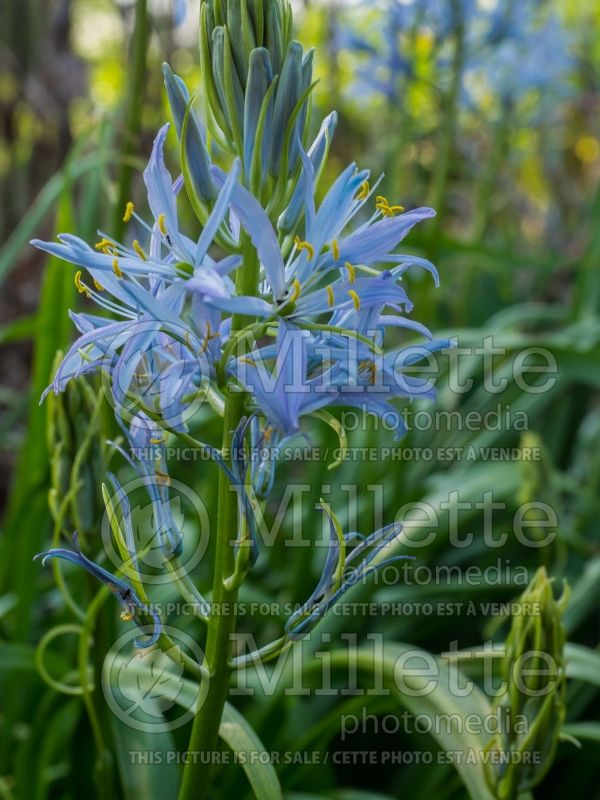 Camassia Blue Heaven (Wild Hyacinth, Camass) 1  