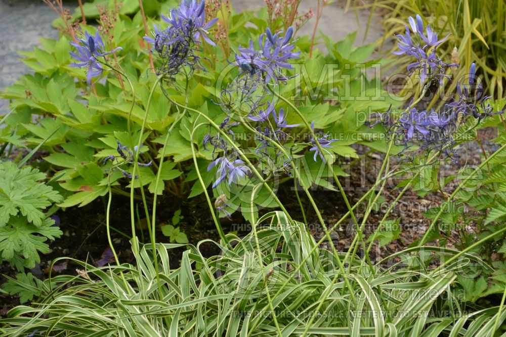 Camassia Blue Melody (Camassia) 1