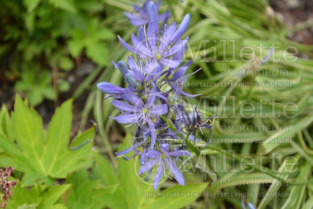 Camassia Blue Melody (Camassia) 2