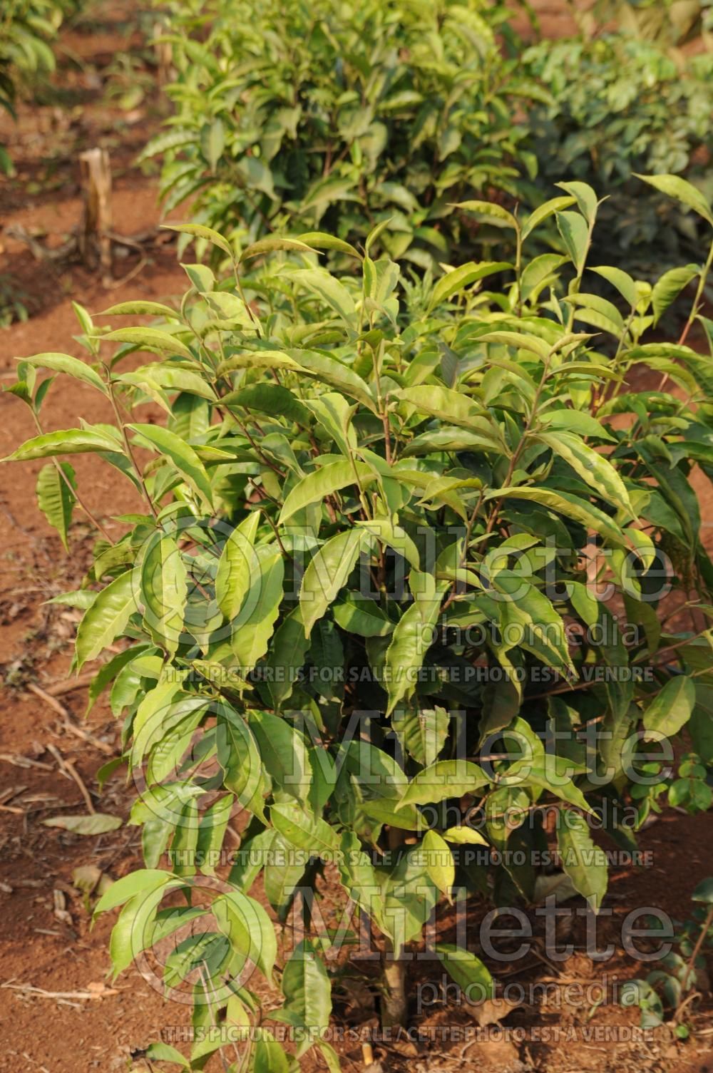 Camellia sinensis (Tea bush) 1 