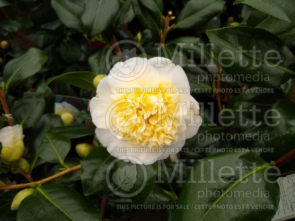 Camellia Brushfield's Yellow (Camellia) 2
