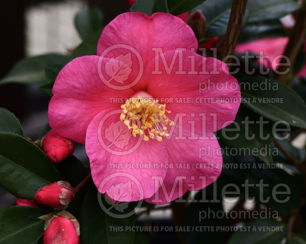 Camellia Crimson Candles (Camellia) 1