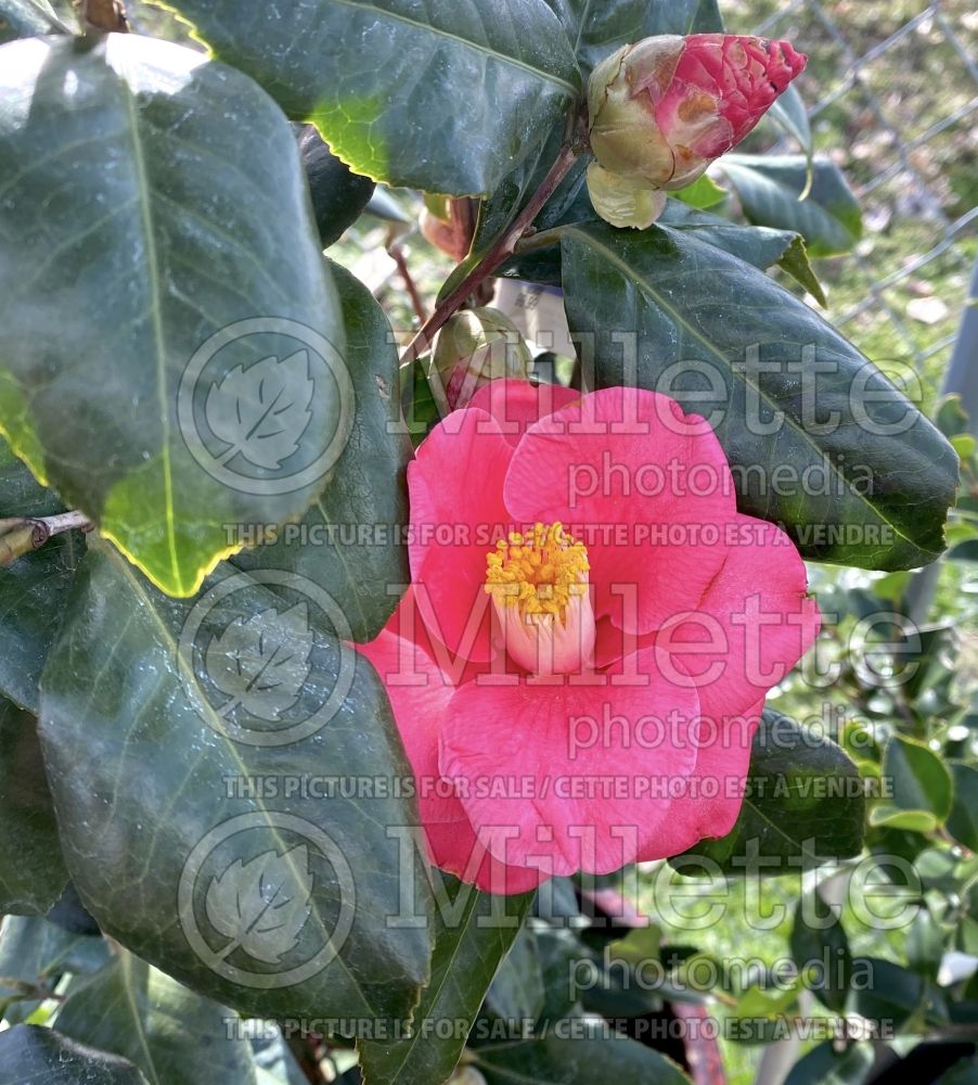 Camellia Anacostia (Camellia) 1