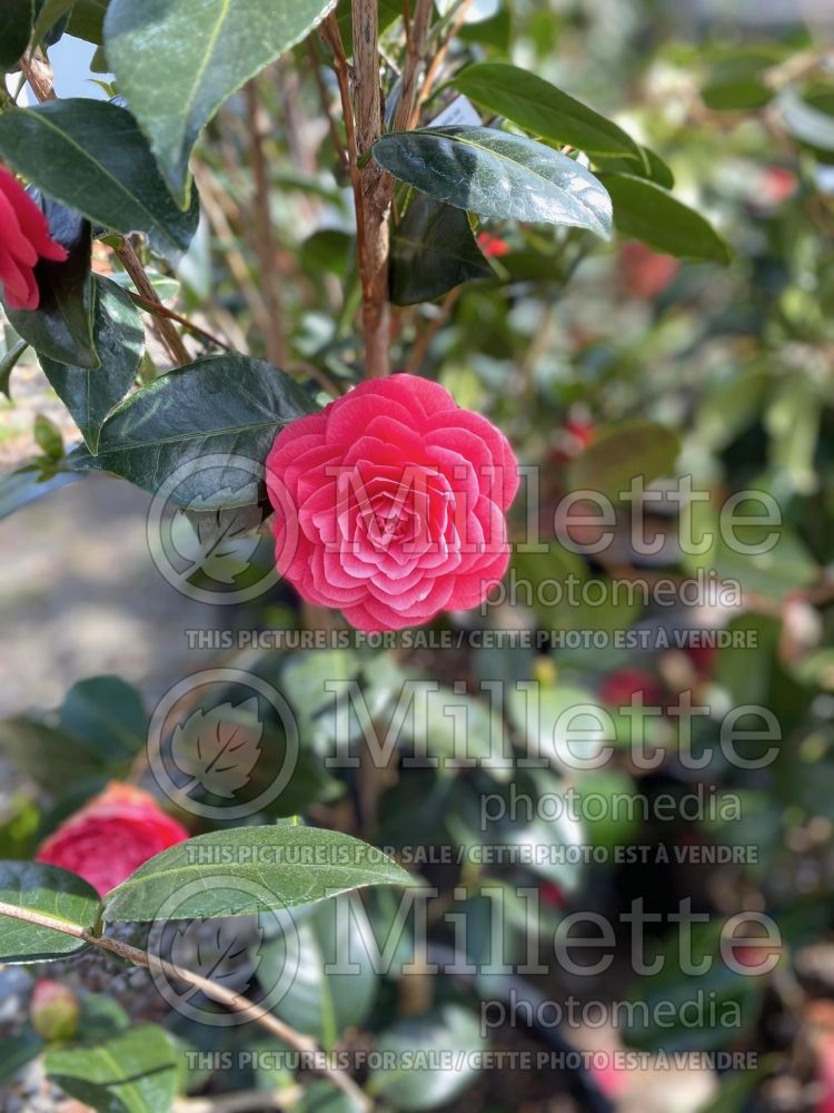 Camellia April Kiss (Camellia) 1