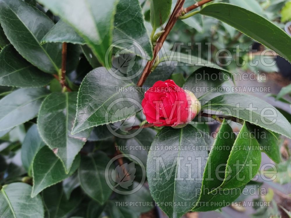 Camellia Cereixa de Tollo (Camellia) 1