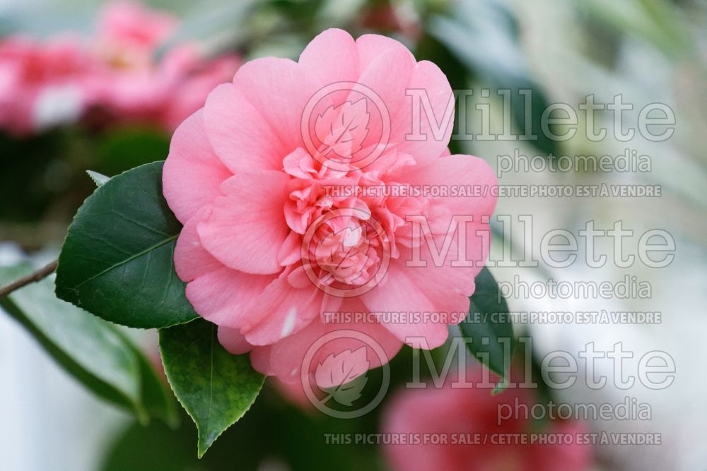 Camellia Elegans (Camellia) 1