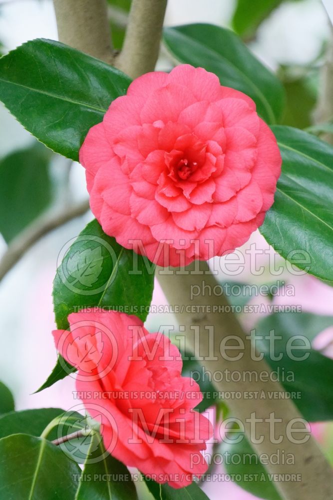 Camellia Mathotiana (Camellia) 2