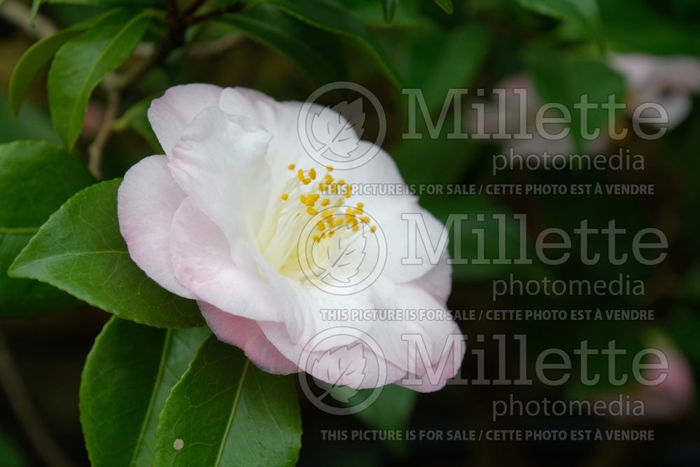 Camellia Mrs D.W. Davis (Camellia) 1