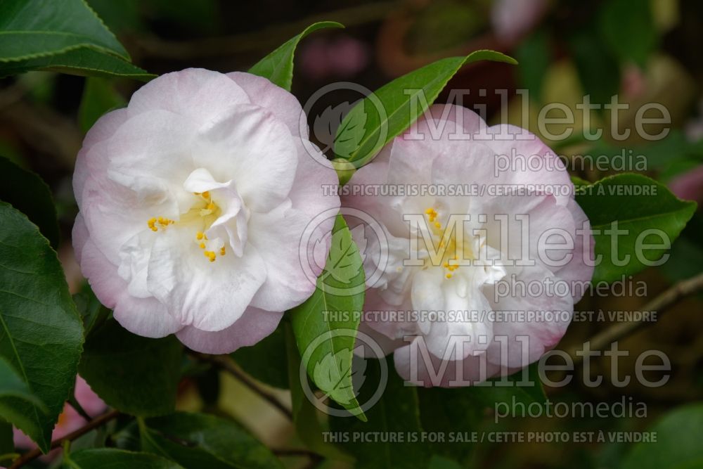 Camellia Mrs D.W. Davis (Camellia) 2
