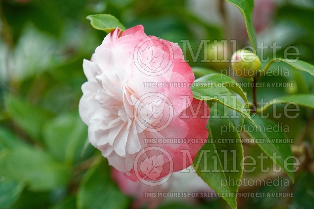 Camellia Nuccio's Pearl (Camellia) 1