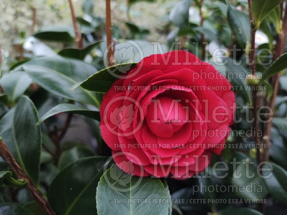 Camellia Roger Hall (Camellia) 1