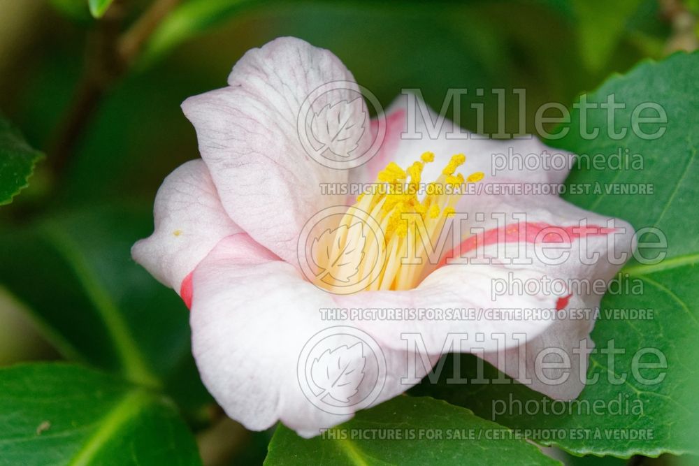 Camellia Tricolor (Camellia) 1