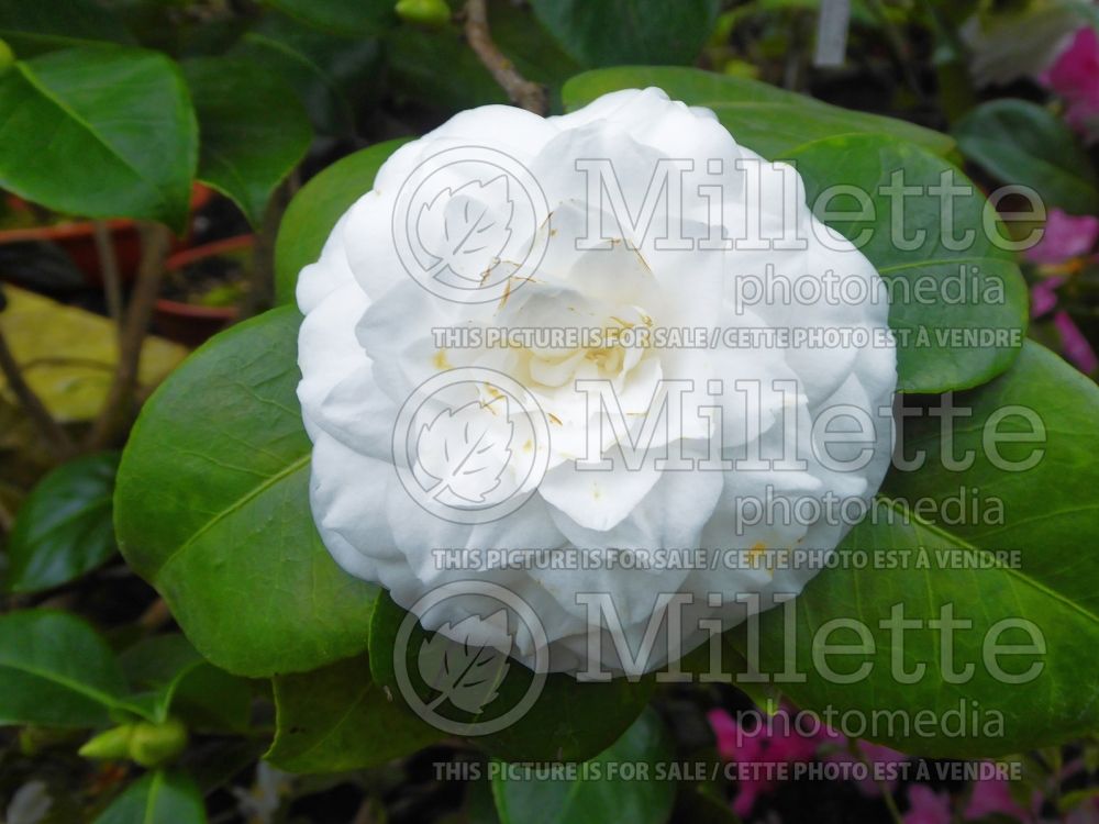 Camellia Twilight (Camellia) 1