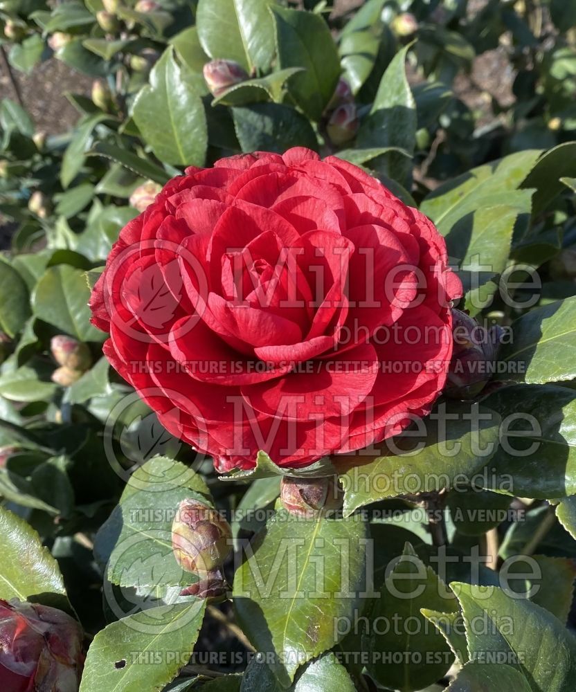 Camellia Vestito Rosso aka MonBella (Camellia) 1