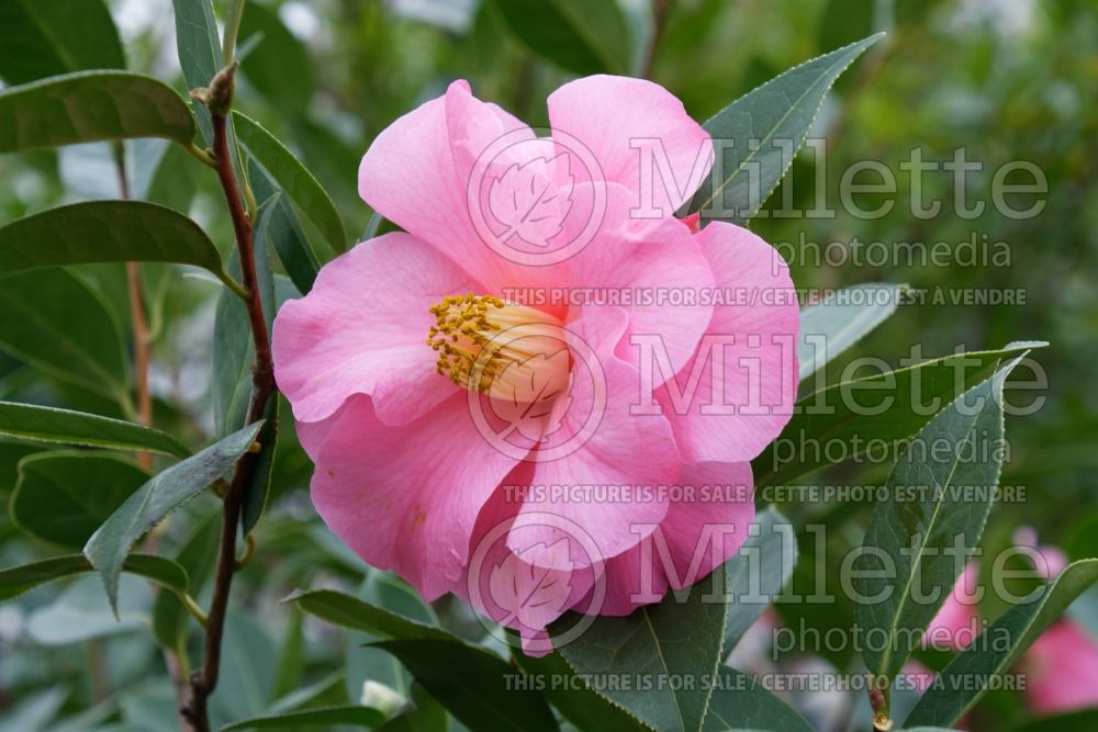 Camellia Leonard Messel (Camellia) 1