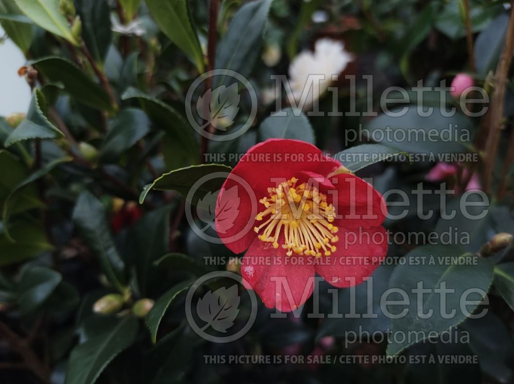 Camellia Yuletide (Camellia) 4
