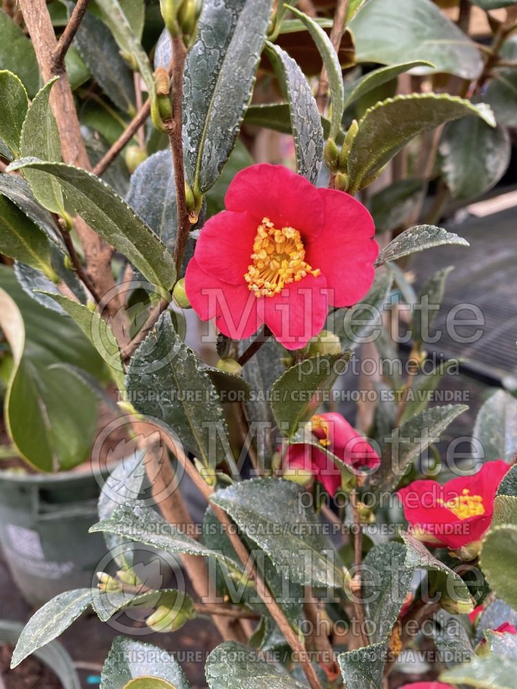 Camellia Yuletide (Camellia) 5