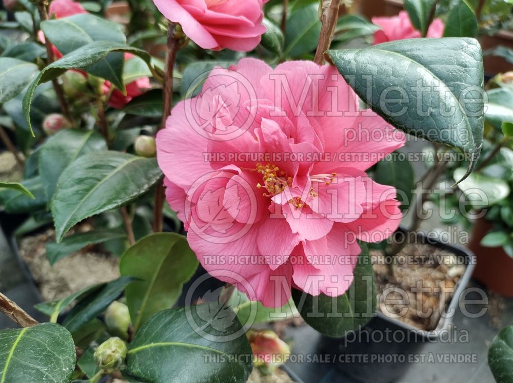 Camellia Blue Danube (Camellia) 1