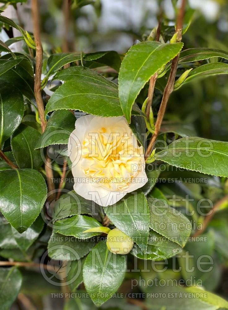 Camellia Jury's Yellow (Camellia) 4