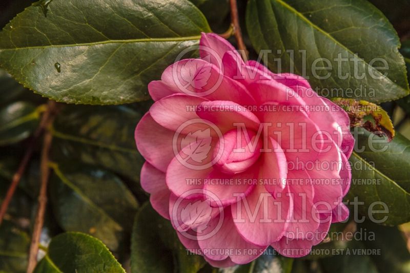 Camellia Dream Boat (Camellia) 1