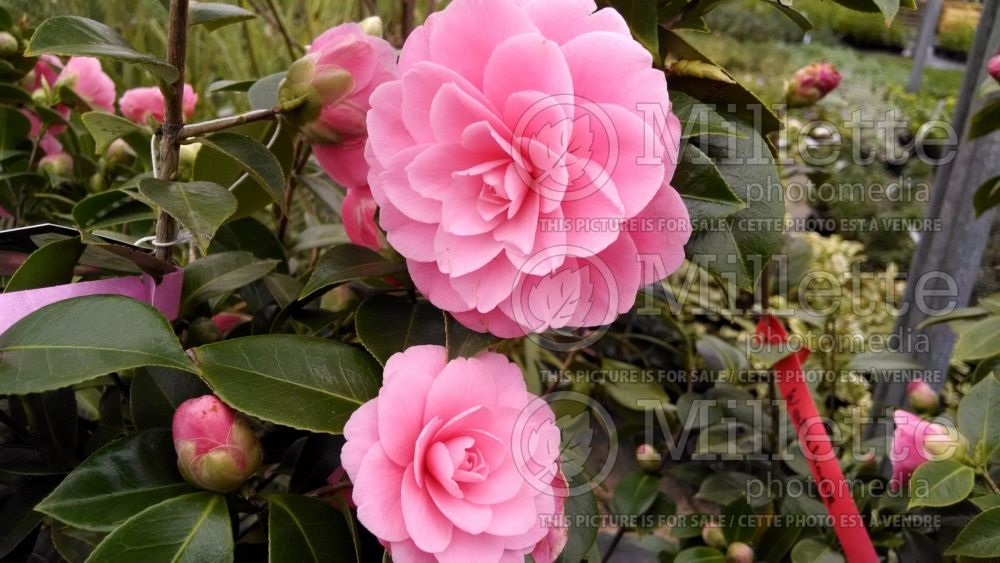 Camellia E. G. Waterhouse (Camellia) 2