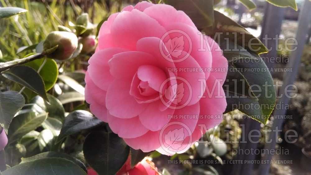 Camellia E. G. Waterhouse (Camellia) 1