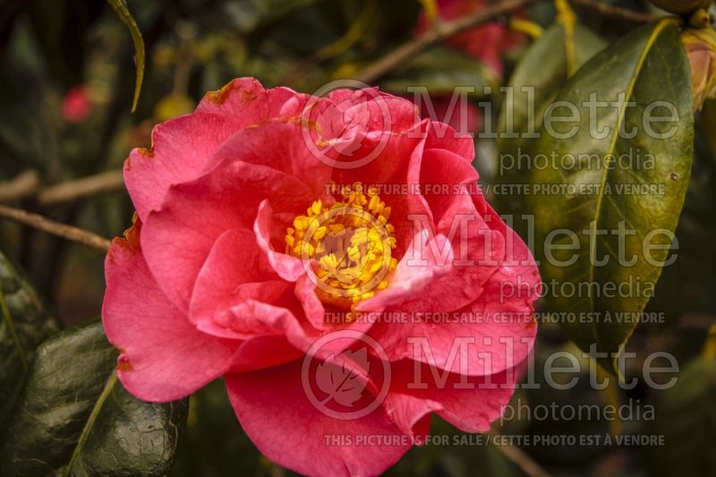 Camellia Howard Asper (Camellia) 1