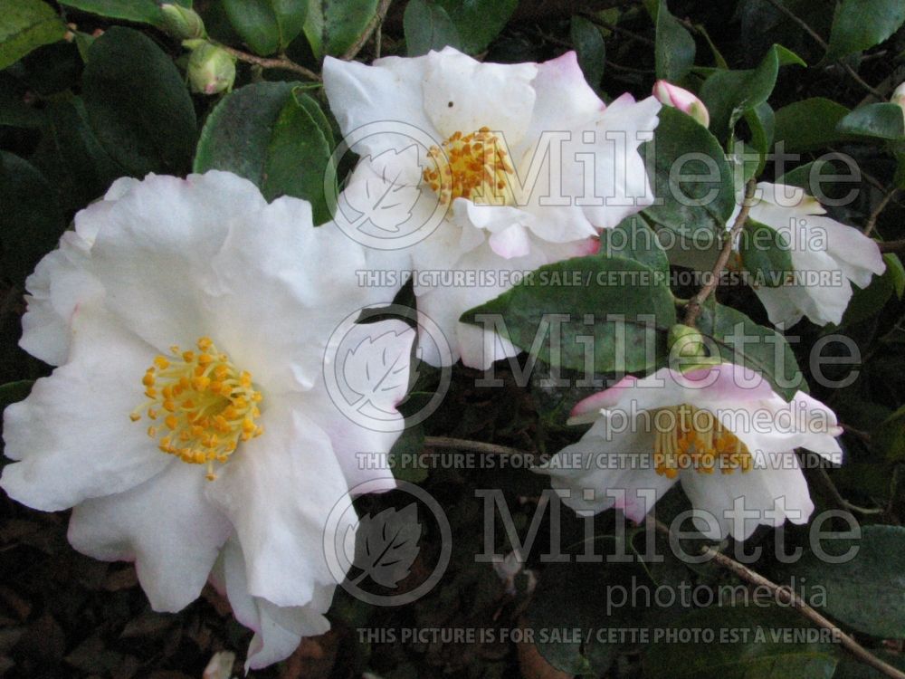 Camellia Yoimachi (Camellia) 1