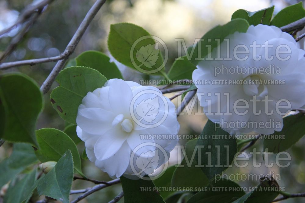 Camellia Alba Plena (Camellia) 2