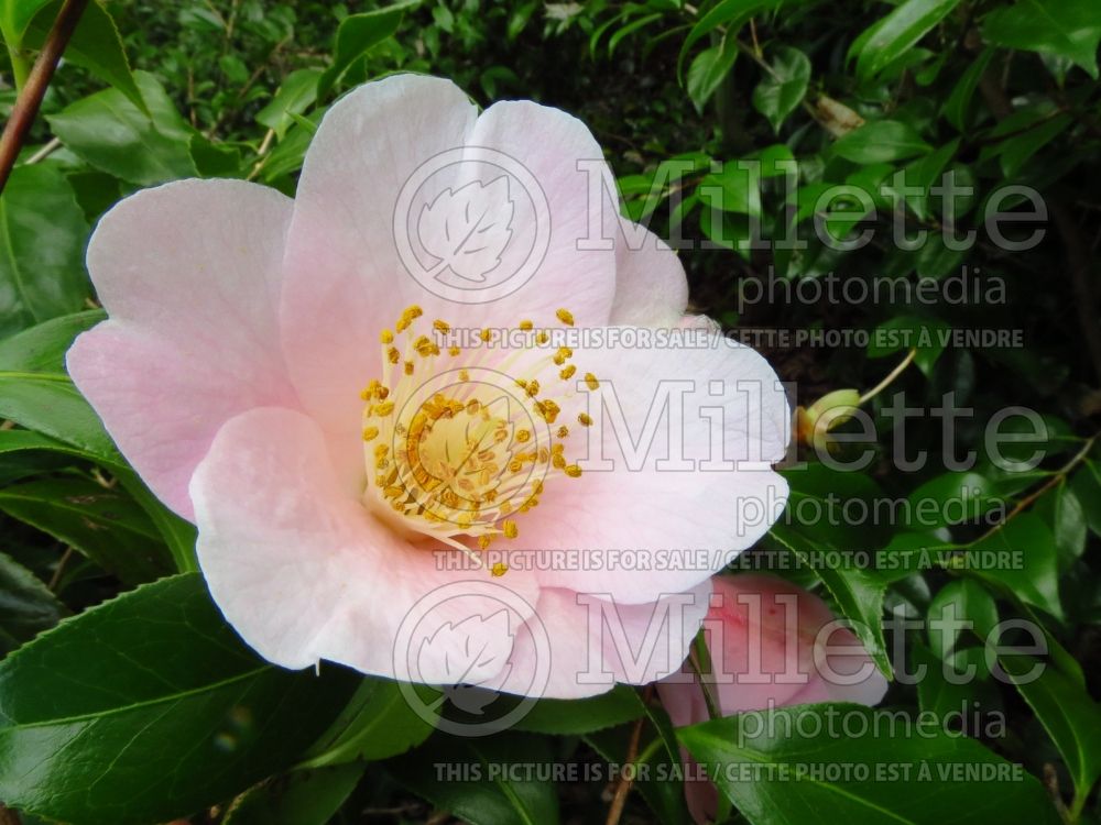 Camellia Berenice Boddy (Camellia) 2