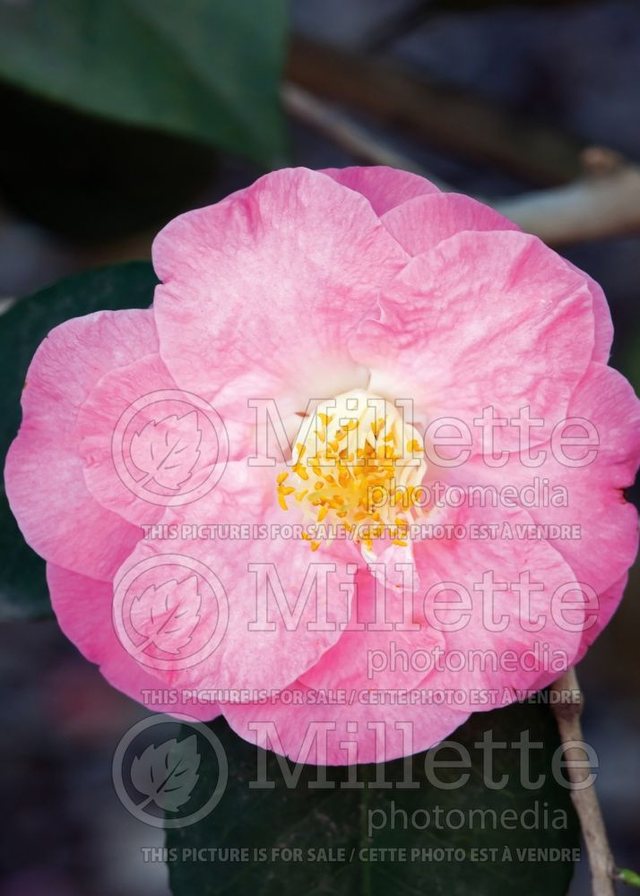 Camellia Berenice Boddy (Camellia) 1