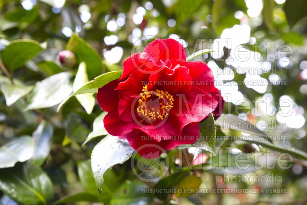 Camellia Bob Hope (Camellia) 2