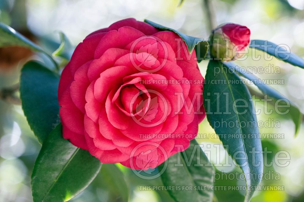 Camellia Brilliant (Camellia) 1
