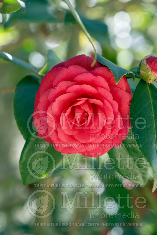 Camellia Brilliant (Camellia) 2