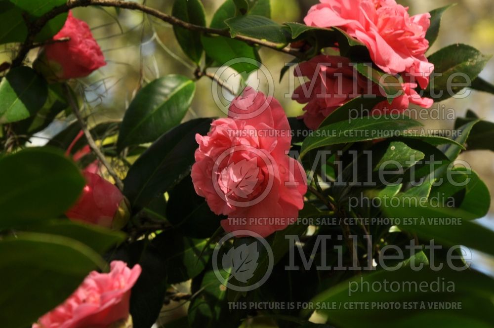 Camellia Chandleri Elegans (Camellia) 2