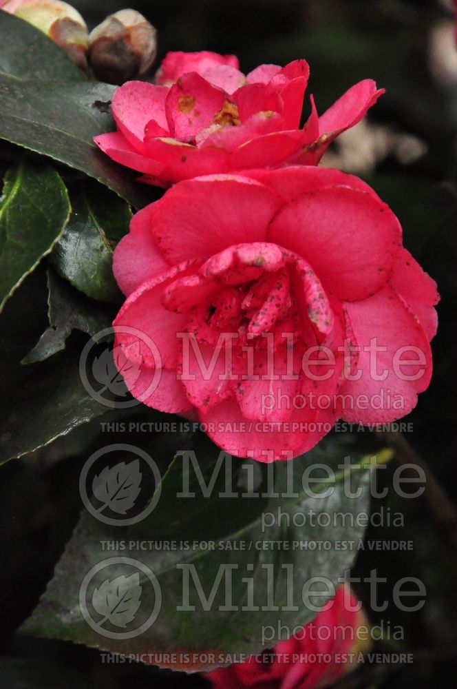 Camellia Chandleri Elegans (Camellia) 1