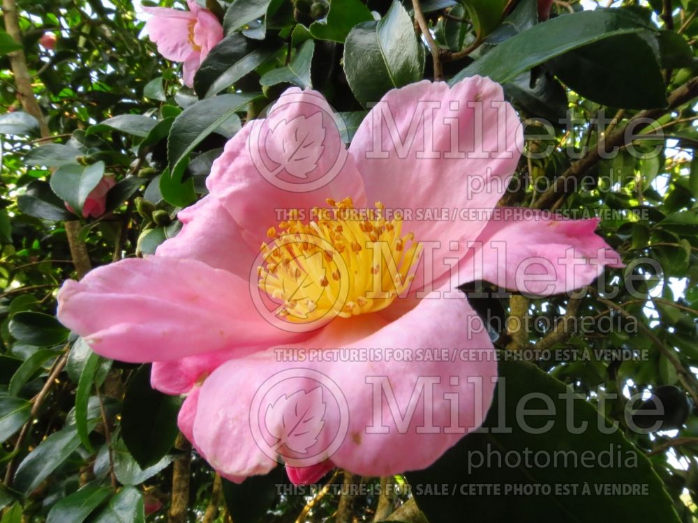 Camellia Cleopatra (Camellia) 2