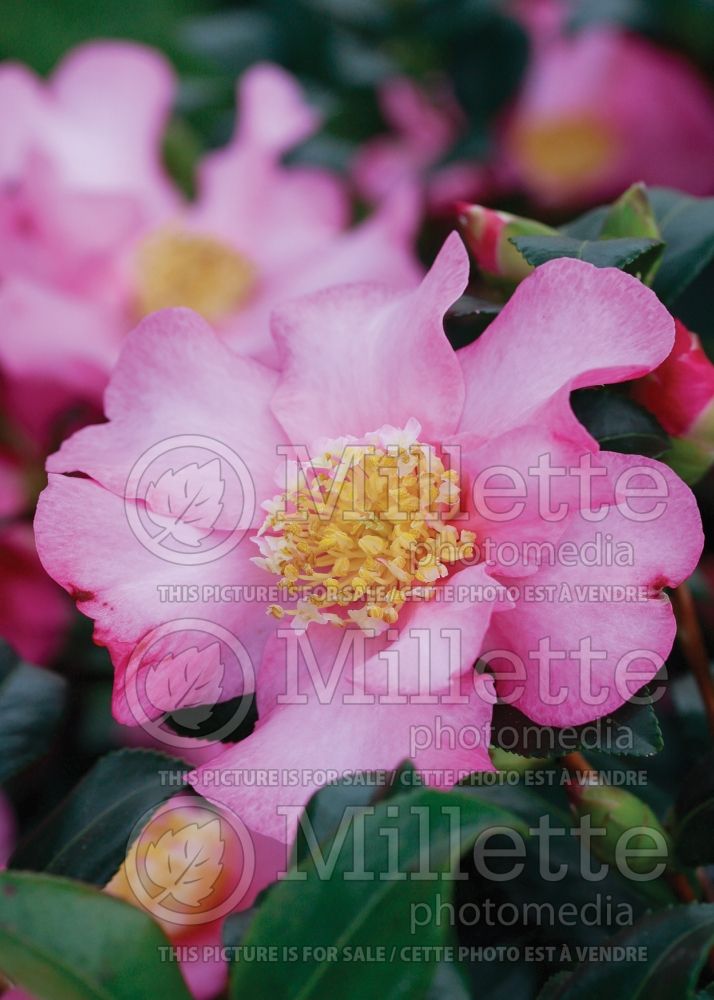 Camellia Cleopatra (Camellia) 1