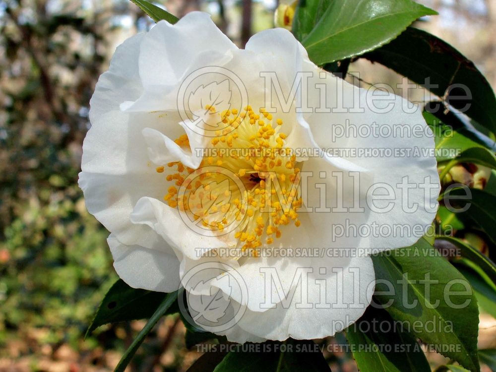 Camellia Clowers White (Camellia) 1