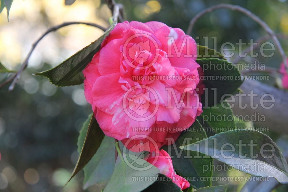 Camellia Daikagura (Camellia) 3