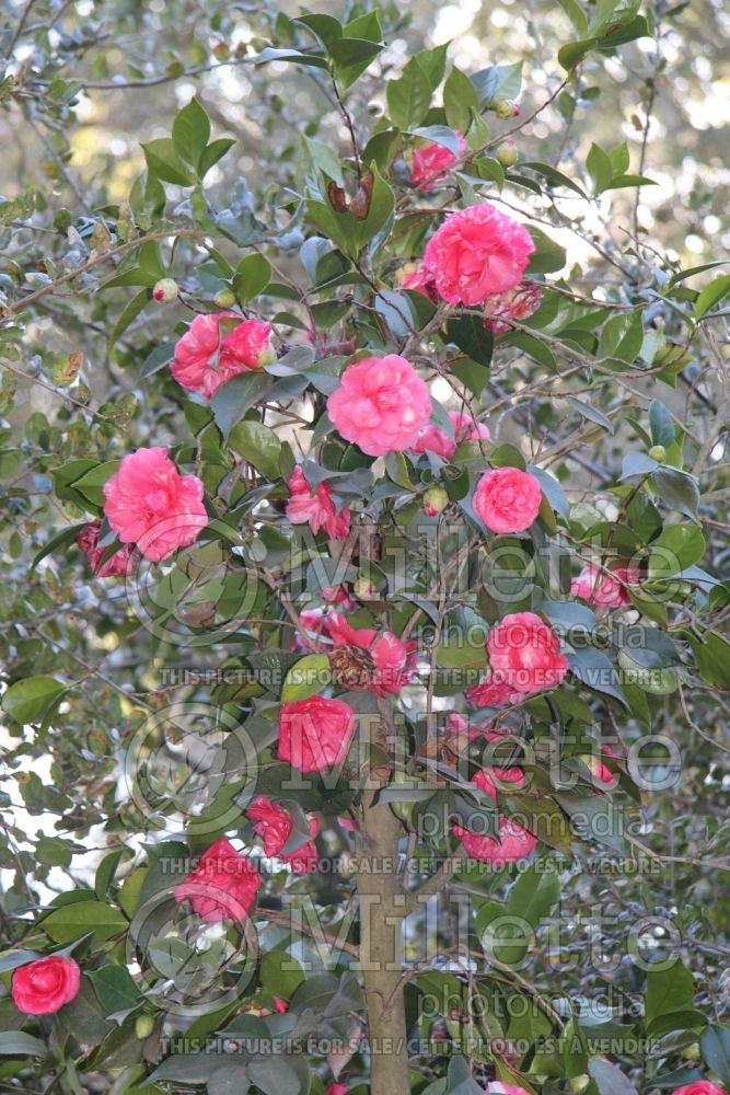 Camellia Daikagura (Camellia) 2