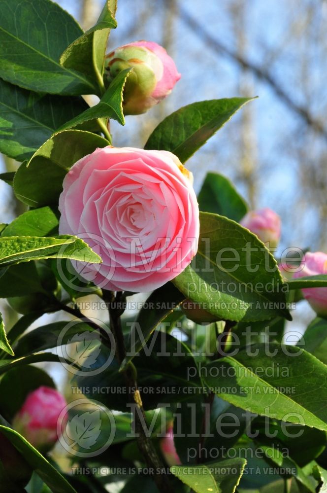 Camellia Desire (Camellia) 1