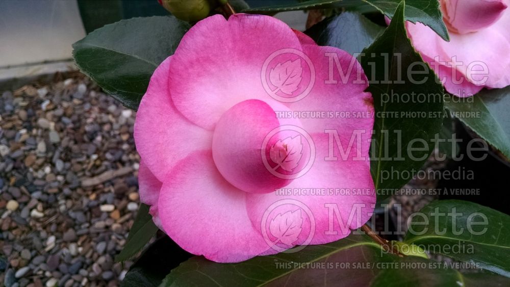 Camellia Desire (Camellia) 2