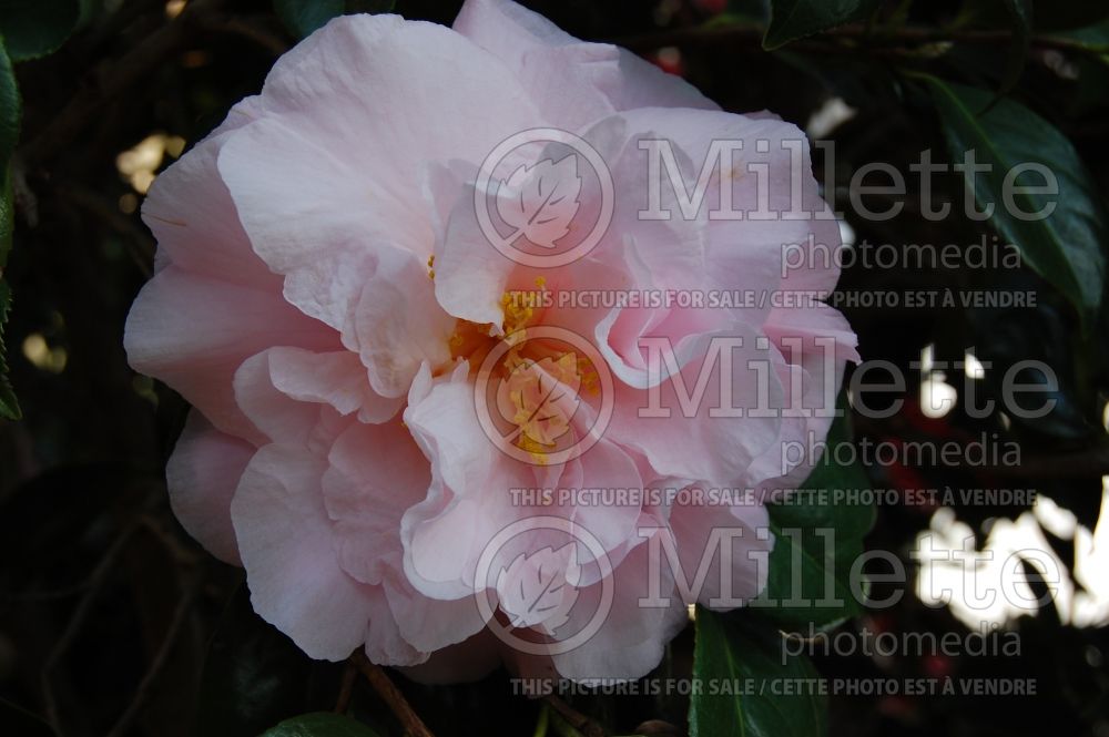 Camellia Easter Morn (Camellia) 1