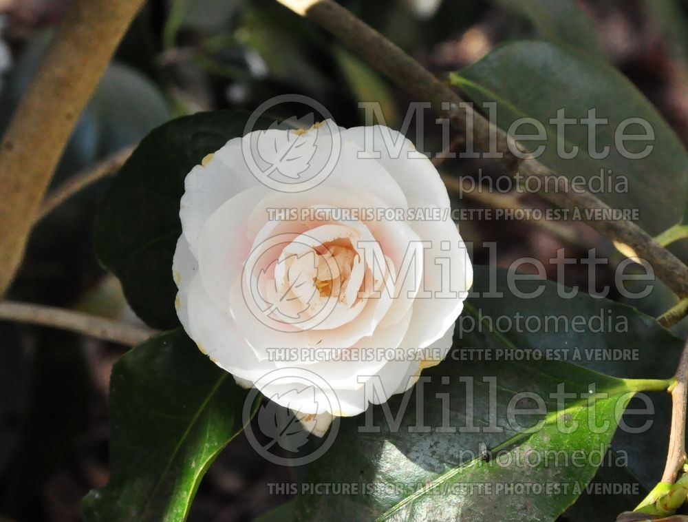 Camellia Elegans Champagne (Camellia) 1