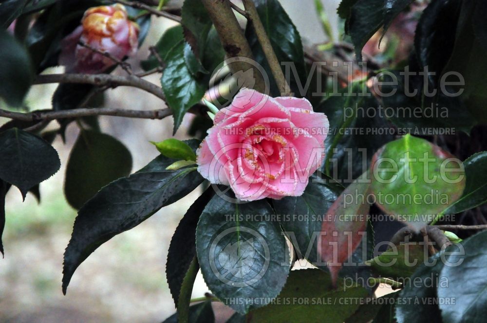 Camellia Elegans Splendour (Camellia) 1