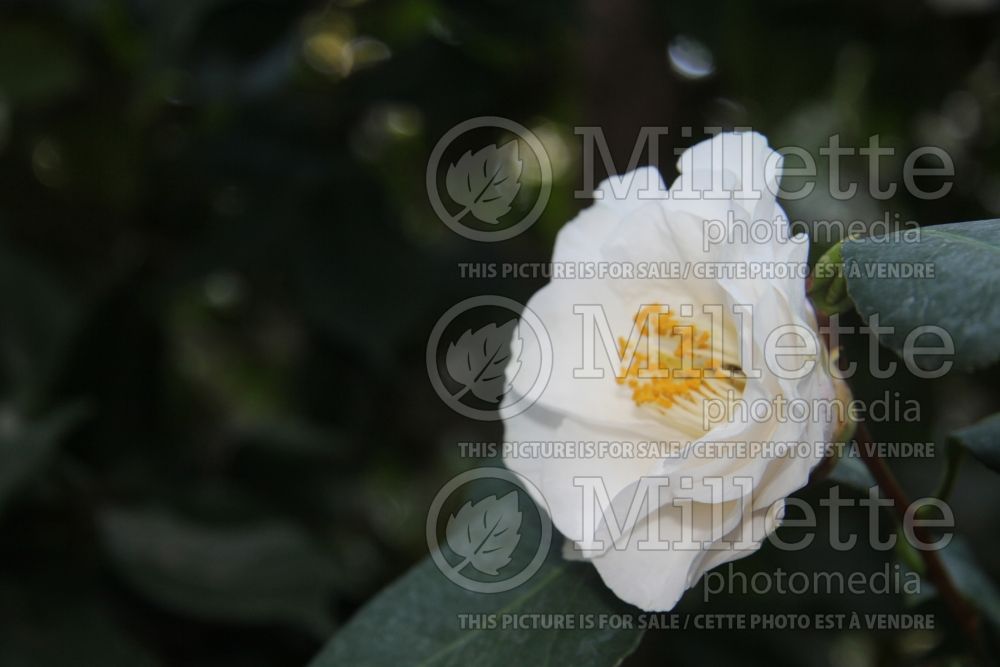 Camellia Emmett Barnes (Camellia) 1