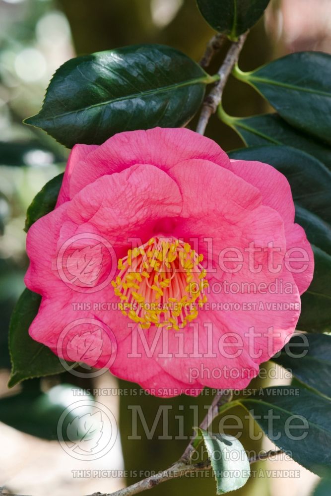 Camellia Fashionata (Camellia) 2